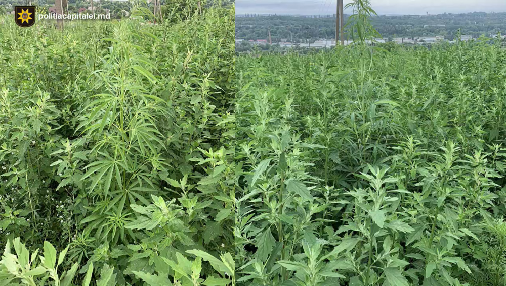 Un bărbat din satul Bîc avea grijă de 300 de plante de canabis, însă polițiștii i-au „distrus” munca